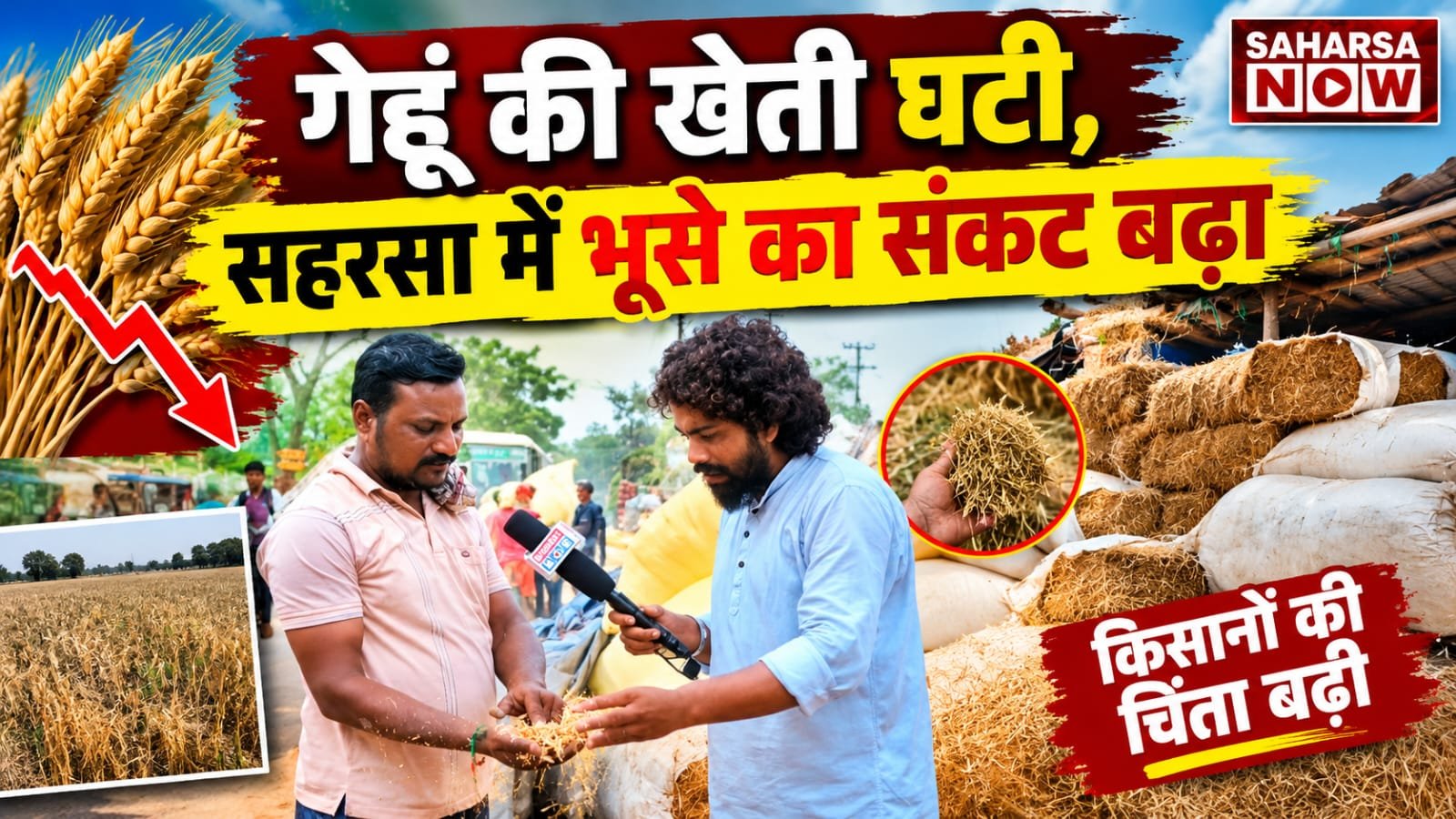 गेहूं की खेती घटी, सहरसा में बढ़ा भूसे का संकट, दामों में उछाल